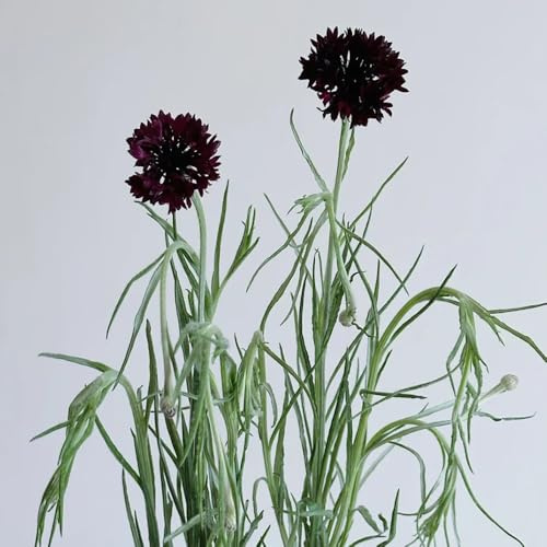 semillas de aciano que cubren el suelo, silvestres de balcón, cortadas, para balcón, raras, decoración de salón, 100pcs