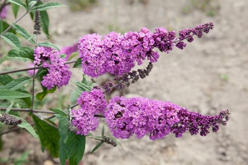 Buddleja davidii 'Border Beauty' 80–100 cm – Winterhart, Mehrjährig, Pflegeleicht – Schmetterlingsflieder – Zierstrauch für Garten & Terrasse