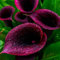 Calla bulbi.bulbi Calla bianca gigante.Calla pianta.Pianta perenne, sempreverde e resistente. Fiori perenni.-6 bulbi-D