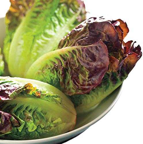 Park Seed Lettuce Salad Mix Plant Seeds, Mini Romaine Blend, Pack of 100