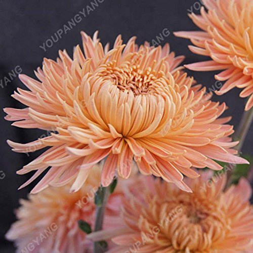 200PCS Regenbogen Crisantemo Samen Bonsai Blumensamen Topfpflanze Staude Blumen Für Hausgarten pflanzt Freies Verschiffen 25