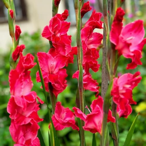 gladiolenzwiebeln winterhart mehrjährig - deko wohnzimmer indoor garten 12pcs