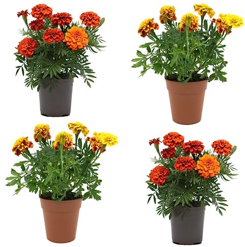 Cuatro Claveles de China o Tagetes Naturales Plantas para Exterior Ideal para Crear un Oasis de Color