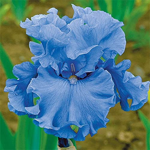 5 bulbi di iris profumati dai colori vivaci - Iris barbuta: semi: solo nella confezione semi