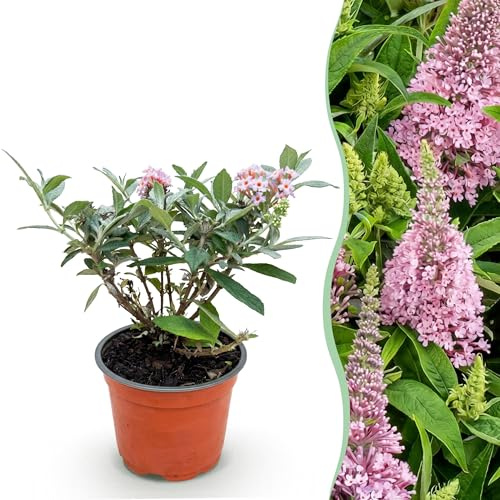 Buddleja davidii Butterfly Candy Little Pink - Cespuglio di farfalle - Compatto - Rosa - 20-30cm - Ø12cm - Pianta da giardino