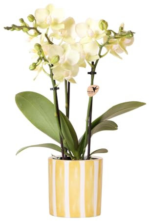 Kolibri Orchids | Gelbe Phalaenopsis Orchidee - Albenga + Painted Stripe Topf Gelb - Topfgröße Ø9cm | Blühende Zimmerpflanze - Frisch vom Züchter