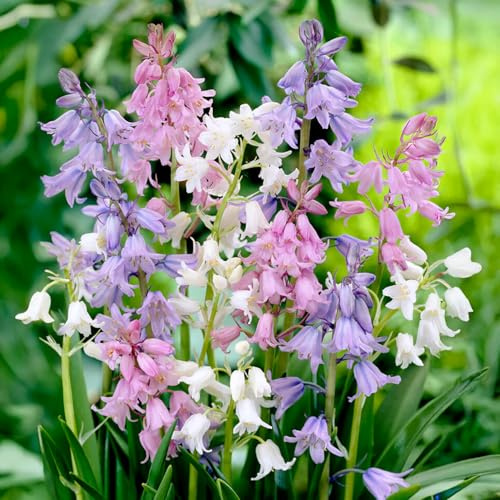 15 bulbes de Hyacinthoides hispanica en mélange | Circonférence 7/8 cm | Bulbes provenant des meilleurs producteurs néerlandais | Sélection exclusive et contrôle qualité | Floraison garantie.