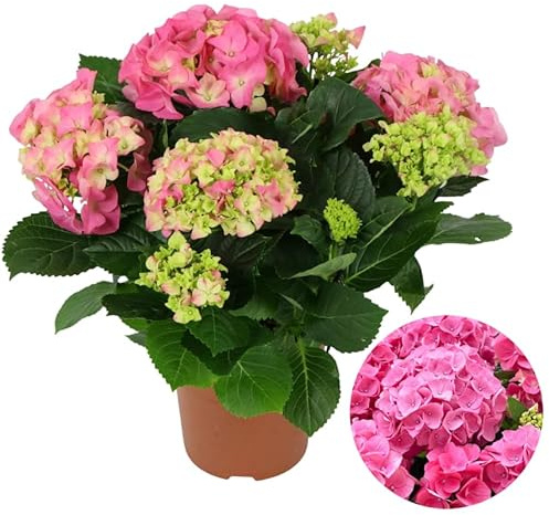 Planta Viva de Hydrangea Rosa Hortensia con Floración Suave y Natural Maceta Incluida