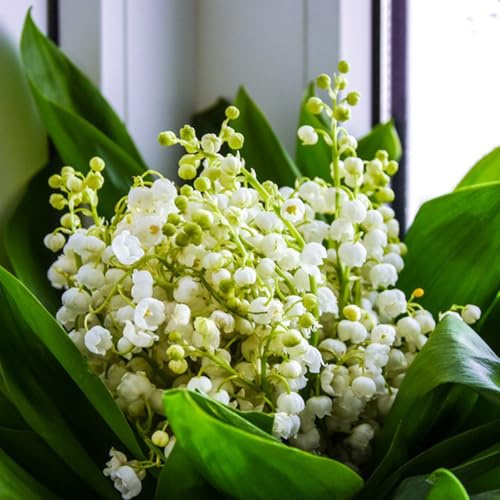 bulbos de lirio de los valles perenne resistente - perennemente de balcón 15pcs