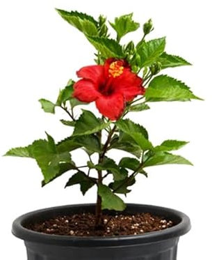 Árbol Natural - Hibiscus - Planta con Grandes Flores de Color Rojo