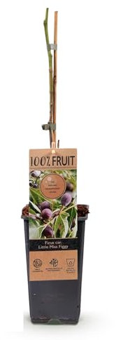 Plante fruitière - Figuier - Ficus caria Little mis Figgy - Fruit Rouge - 2 plantes - 40-50cm - Ø15cm - Plante de jardin