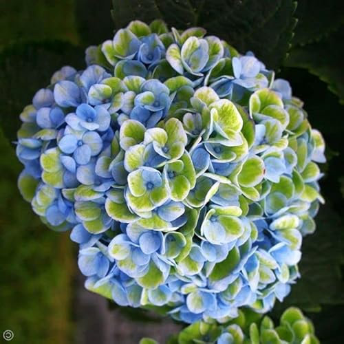1 PIANTA DI ORTENSIA HYDRANGEA MAGICAL REVOLUTION BLU VASO 14CMcaducifoglia