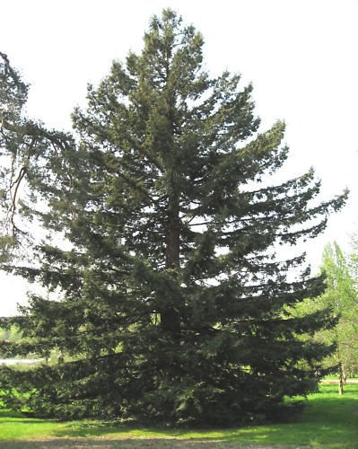 California Redwood, Sequoia sempervirens, i semi dell'albero (30 semi)