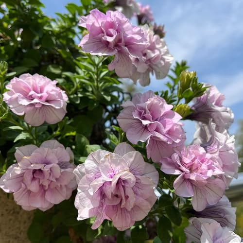 semi di petunia appesi esotiche resistenti, balcone di petunia, ombra da balcone resistenti 400pcs