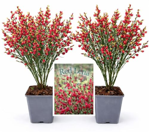 POWERS TO FLOWERS - GINESTRA ROSSA, VARIETA' 'RED LENA', VASO 12CM DIAMETRO, 2 PIANTE, pianta vera