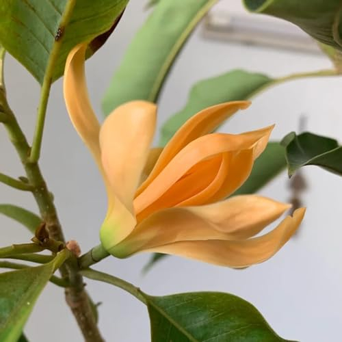 25 pcs Magnolia Baum Samen - pflanzensamen zimmerbonsai bonsai Magnolienbaum Winterhart Samen, baumsamen flowers wiesensaatgut pflanztopf blumen geschenk bienenwiese bonsai topf baumsamen