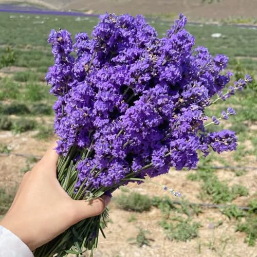 semi di lavanda perenni - lavanda - giardino roccioso, giardino resistenti veri resistenti alla lavanda, luoghi 50pcs