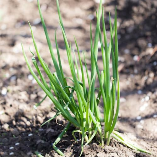 150 piezas semillas de cebolleta perenne semillas saladas de jardín Cebollas primavera resistentes para jardín, jardin interior cebolla tierna