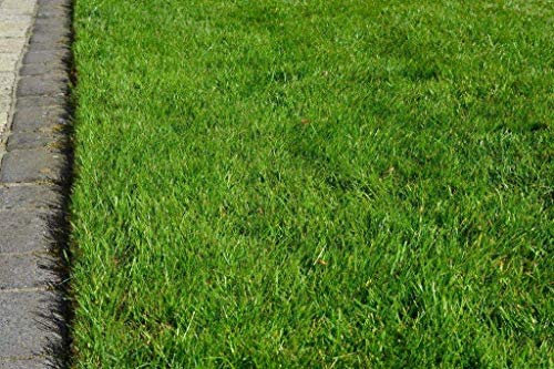 Grassamen Rasensamen Buga Rasenzauber Nr. 9, 5 Kg für ca 150m²