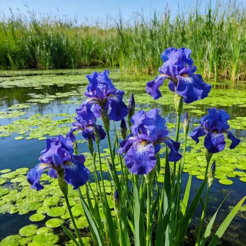 Hermoso iris, bulbo resistente, perenne, romántico, regalo, decoración de interiores, jardín.-4 bulbo-J