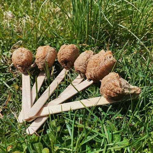 6 Chinese Praying Mantis Eggs - Fresh for this Season