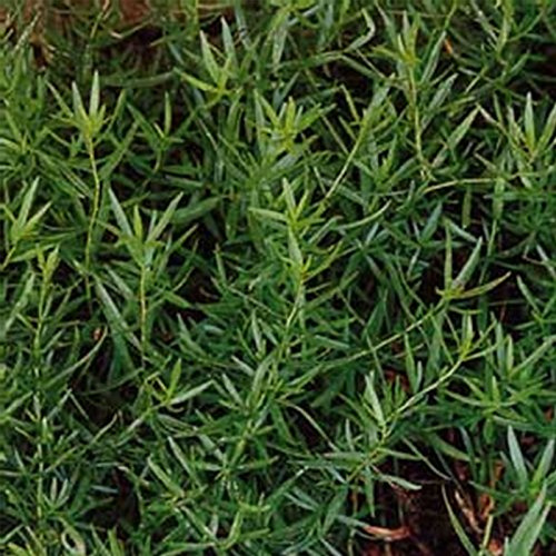 Russian Tarragon Herb Garden Seeds - 500 Mg Packet ~300 Seeds - Non-GMO, Heirloom Herbal Gardening Seed