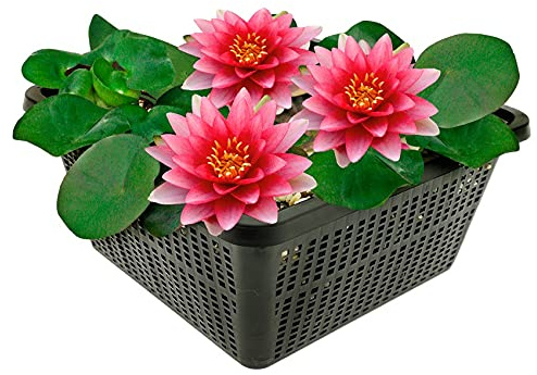 Vdvelde․com - Rote Seerose im Pflanzkorb - Wasserlilie Nymphaea Attraction - Teichpflanze Komplettset mit Substrat, Dünger & Kies - Für Teich 10-100 cm Tiefe