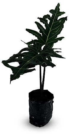 LEAL PLANTS ECUADOR Alocasia Portei | Elephant Ear Plant | African Mask Plant |Arrow-Shaped Alocasia | Tropical Indoor Plant | Air-Purifying Decor for Home & Office | Stunning Amazonian Houseplant