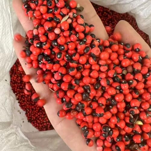 semillas guisantes rosario jardín de resistentes reverdecimiento de tejados jardín guisante rosario oficina decoración 50pcs