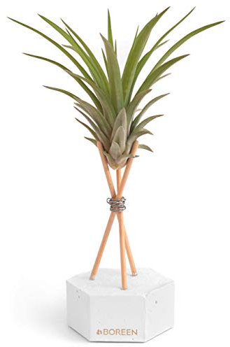 BOREEN - Plantas de Aire Tillandsia Vel con Soporte de Escritorio Decorativo (Hex. Cemento Blanco con Varillas de Madera)