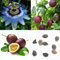 Haloppe 40 Unids Semillas de Fruta de la Pasión para la Plantación de Jardín en el Hogar, Tropical Exotic Vine Passion Purple Passiflora Edulis Fruit Plant Seeds