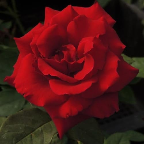 Heirloom Roses Rose Plant - Black Lady™ Red Rose Bush, Hybrid Tea Live Plant for Planting Outdoors