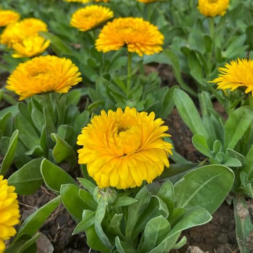 calendula - Arredamento del soggiorno con rialzata semi di calendula rampicanti, giardino roccioso Decorazioni giardino per esterni 500semi