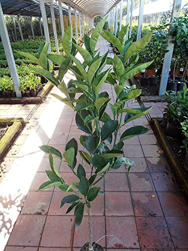 Pianta di limoni Albero limone Femminello Siracusano - Imballaggio speciale protettivo
