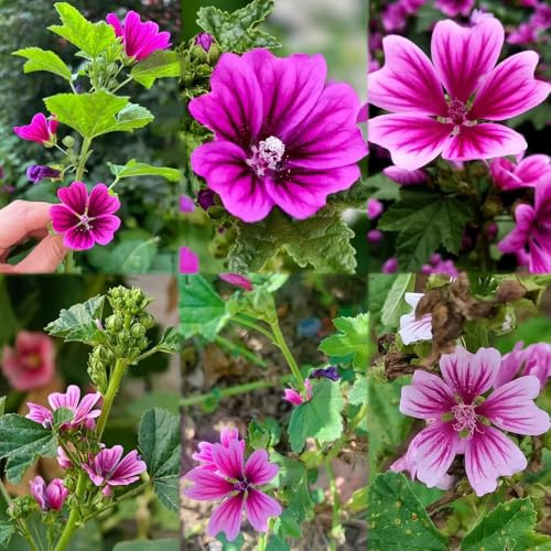 semillas de malva perenne resistente semillas de las trepadoras son resistentes malva 70pcs