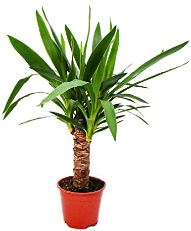 Exotenherz - Palmlilie - Yucca palme - 1 Pflanze - pflegeleicht - luftreinigend - 14cm Topf