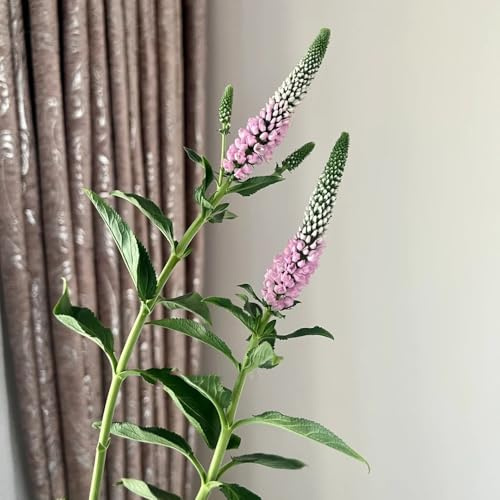 Semi di salvia, vecchie varietà Salvia japonica, biologici esotici semi aromatiche per esterno resistenti 50pcs