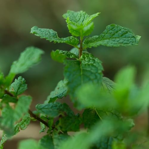 Semi di menta piperita coltivazione di giardino balcone resistenti per giardini rocciosi prodotti sostenibili menta piperita 300pcs