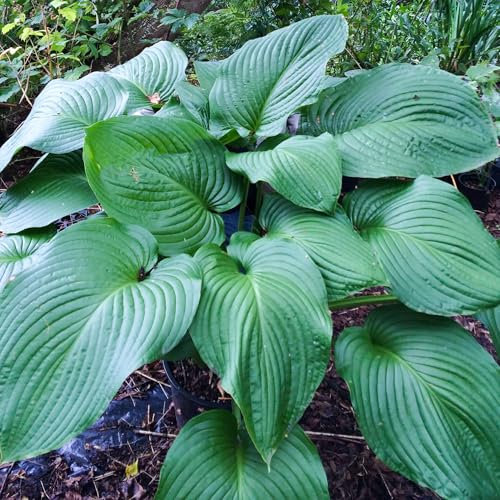Hosta T-Rex - Real Outdoor Plants - Hardy Perennial Garden Plant - Giant Leaf Foliage - Shade Loving for Borders, Pots, Patios - Large Leaf Plant for UK Gardens (9cm Pot, 10-20cm)