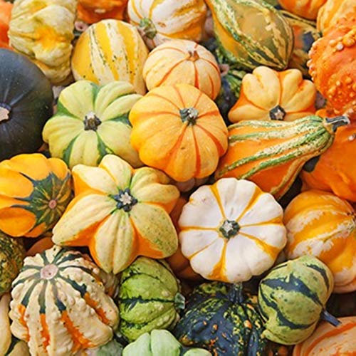 Las semillas de calabaza raras Mix decorativo de cultivo biológico