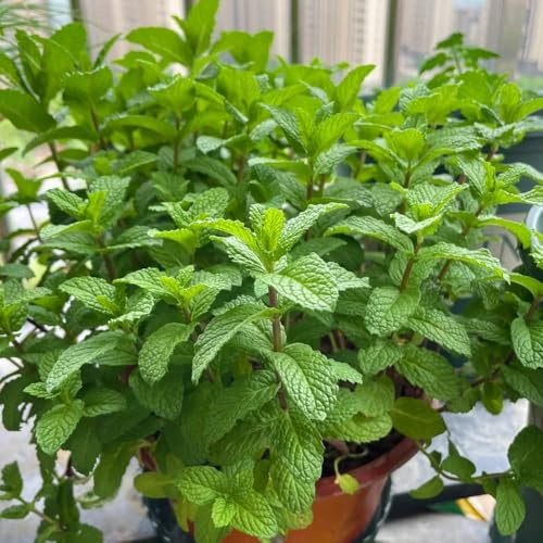 Semi di menta piperita verdi selvatiche resistenti giardino coltivazione di giardino menta rara 1000pcs