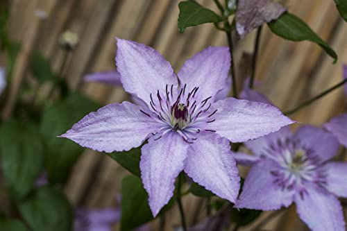 Clematis Hybride 'Hagley Hybrid' 60-100 cm – Winterhart, Mehrjährig, Pflegeleicht – Waldrebe – Kletterpflanze für Pergola & Rankhilfe