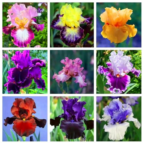Iris Bulbs,Strong Plants That Grow Well/Mix Golden Jade Carving Feels Perfect, Suitable for Planting in Spring and Autumn, with Rich Colors, and Used in Flower beds and courtyards.-6bulbs-H