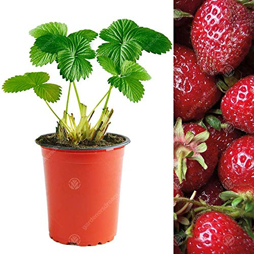 Strawberry 'Red Gauntlet' Hardy Garden Fruit Plant Bushes | 9cm Pot (5 Plants)