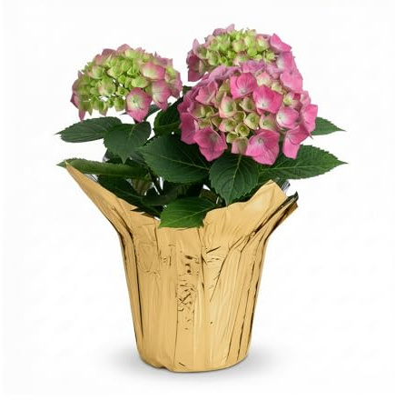 Live Flowering Hydrangea - Shades of Pink, 3+ Beautiful Blooms, 1.5 Qt Pot with Deco Cover, 12 Tall by 8 Wide