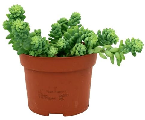 DECOALIVE Sedum Burrito o Morganianum Ideal para Interior, Terraza y Jardín Planta Natural