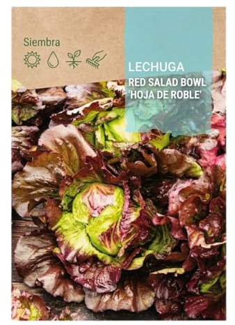 DECOALIVE Semillas de Lechuga Hoja de Roble para Siembra Directa en Jardín o Maceta – Hojas Rizadas para Ensaladas