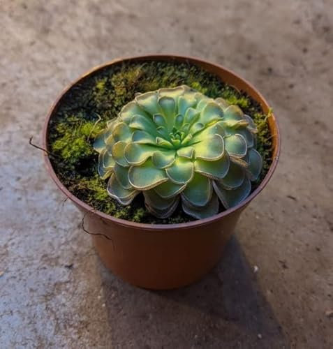 Pinguicula agnata Butterworts Carnivorous Plant in 8cm Pot Approx 10 cm Tall