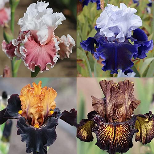 10 Stück schwertlilie gladiolen schwertlilien zwiebeln winterhart mehrjährig Iris - Seltene Pflanzen serie - blumenzwiebeln mix balkonpflanzen winterhart blumen indoor garten deko