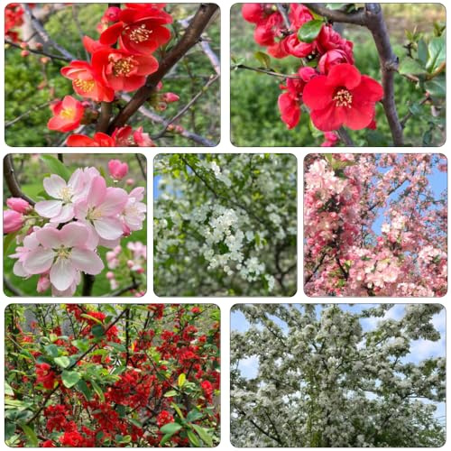 begonie dachbegrünung winterharte kletterpflanzen büropflanzen gartenkräuter gartendeko für draußen schnittblumen wohnzimmer deko pflanzensamen zimmerpflanzen pflanztöpfe 1000samen